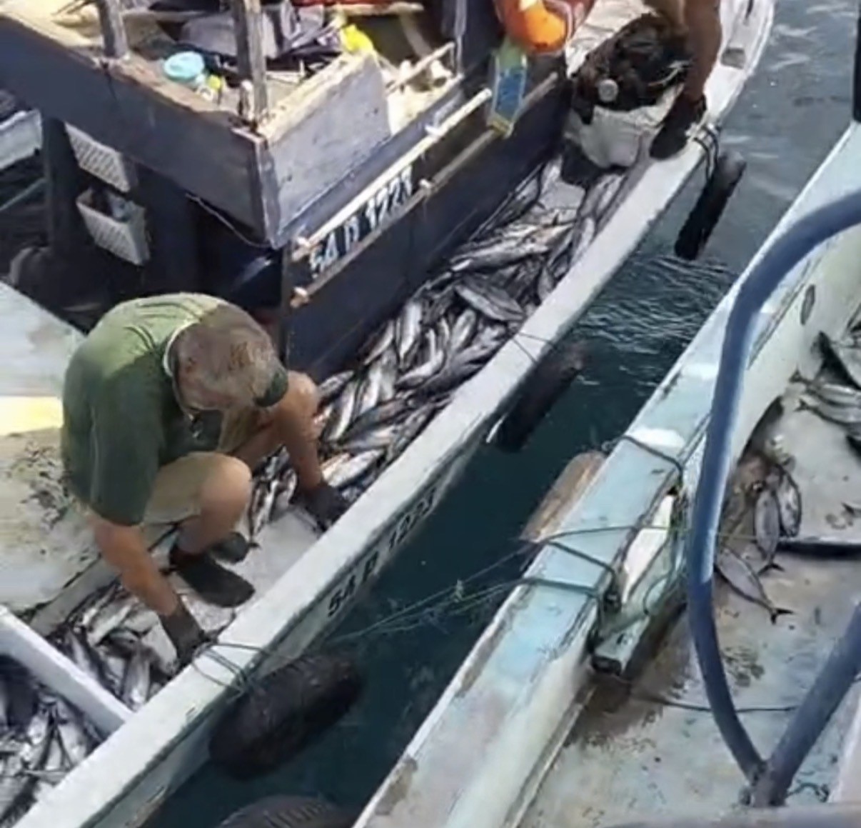 AKÇAKOCA AÇIKLARINDA PALAMUT BEREKETİ: TEKNELER DOLU DÖNÜYOR