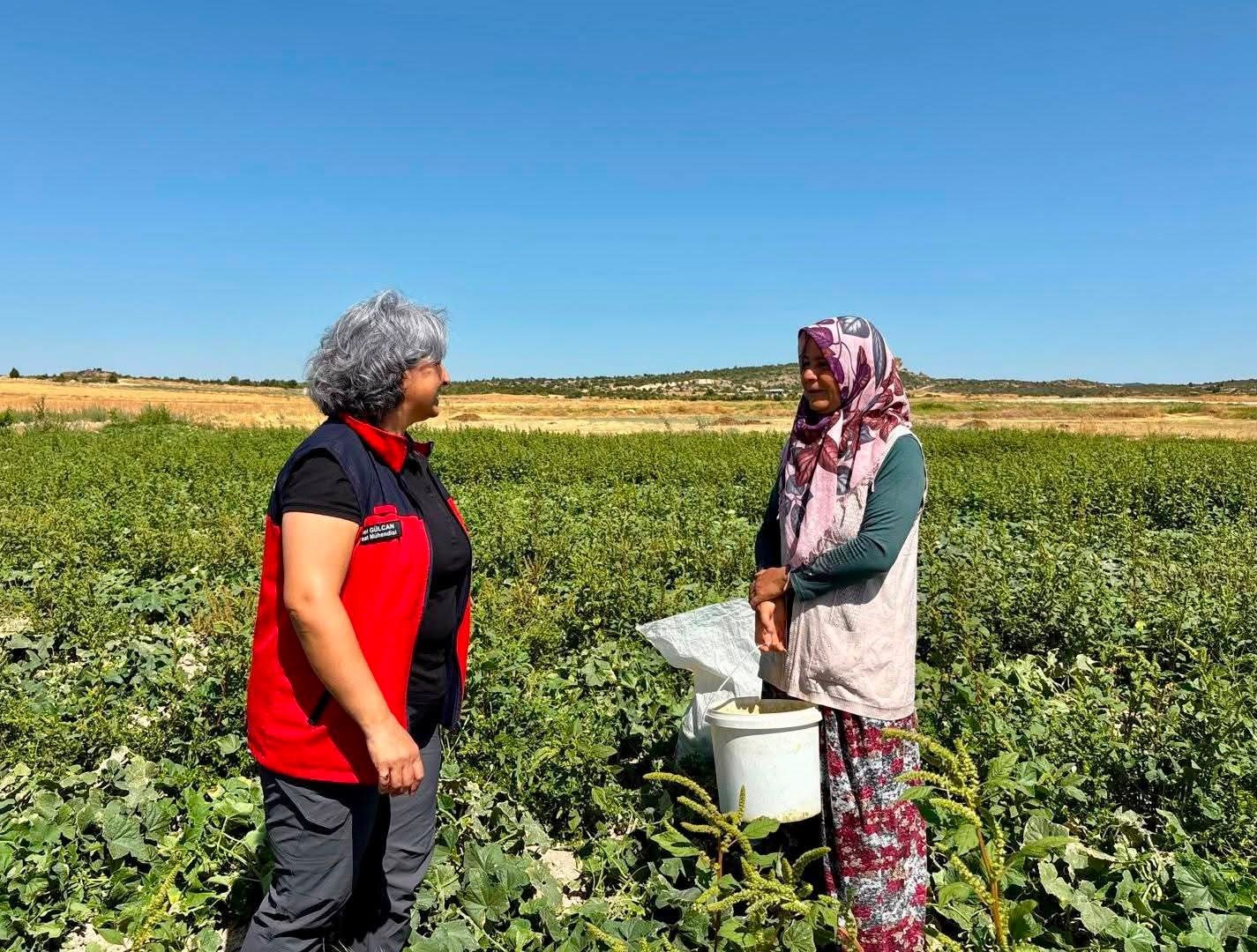 TURŞULUK SALATALIK HASADI SÜRÜYOR