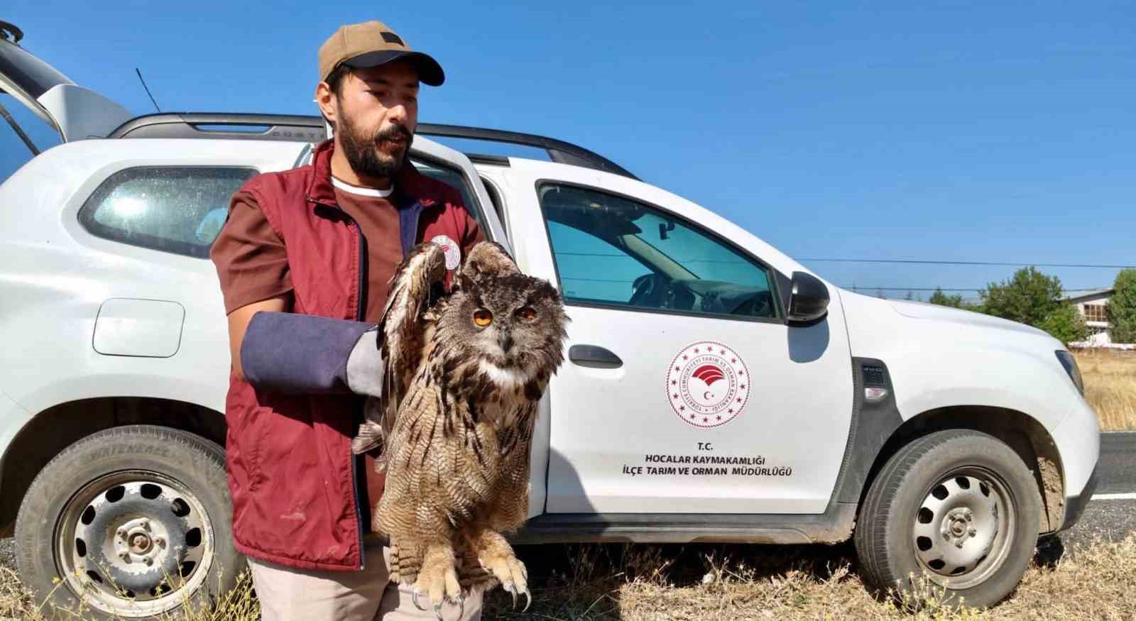 YARALI PUHU KUŞU KORUMA ALTINA ALINDI