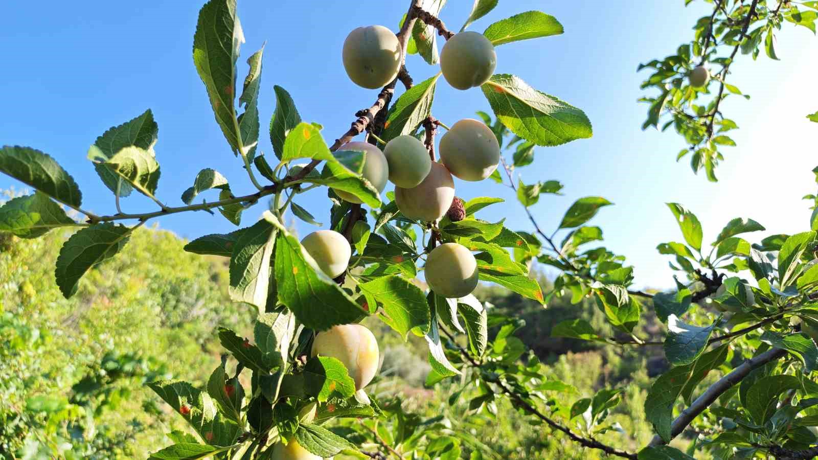MANİSA’DA 138 YILLIK LEZZETTE HASAT BAŞLADI