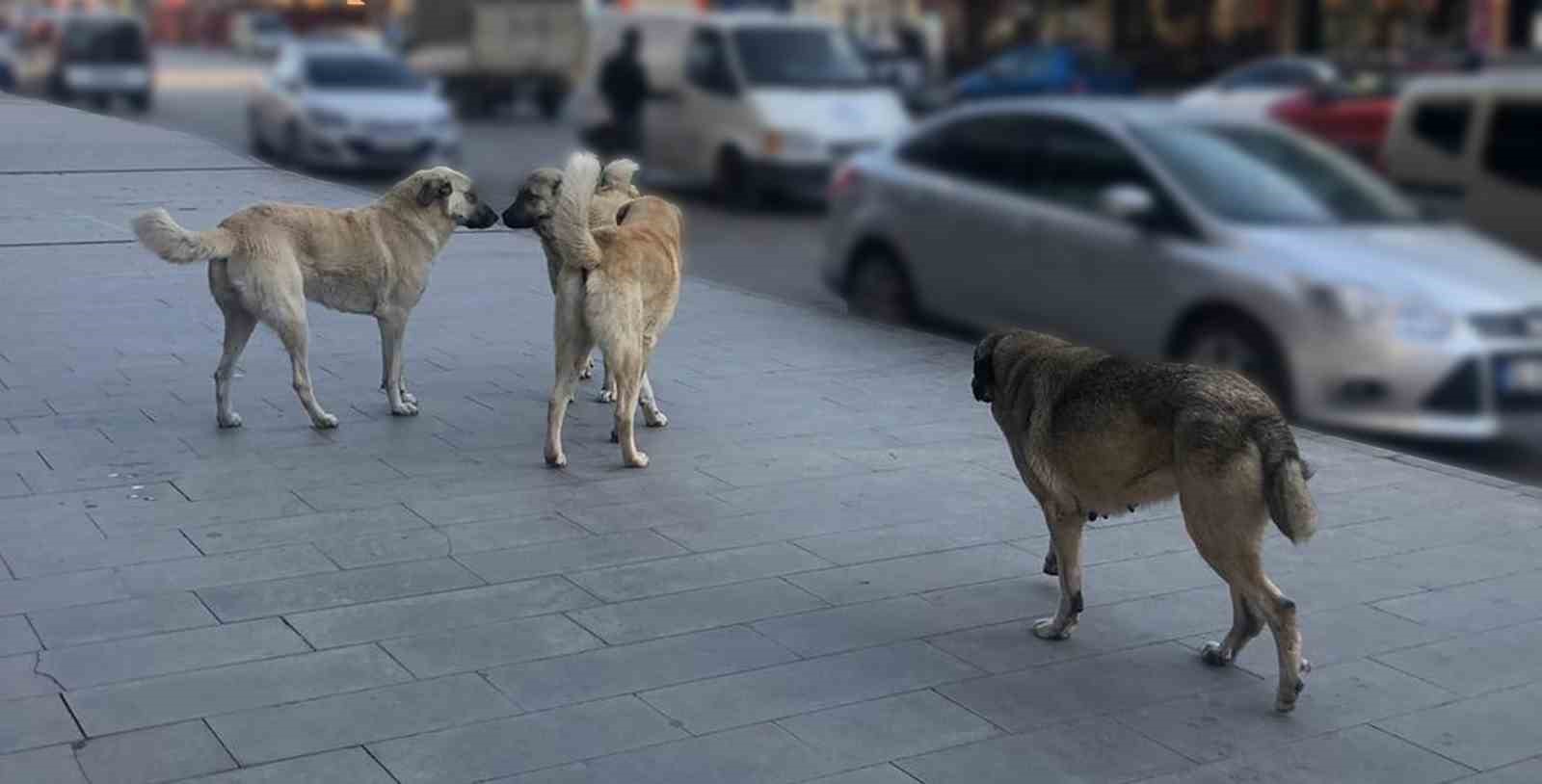 SAHİPSİZ HAYVANLARA YÖNELİK DENETİM YAPILACAK