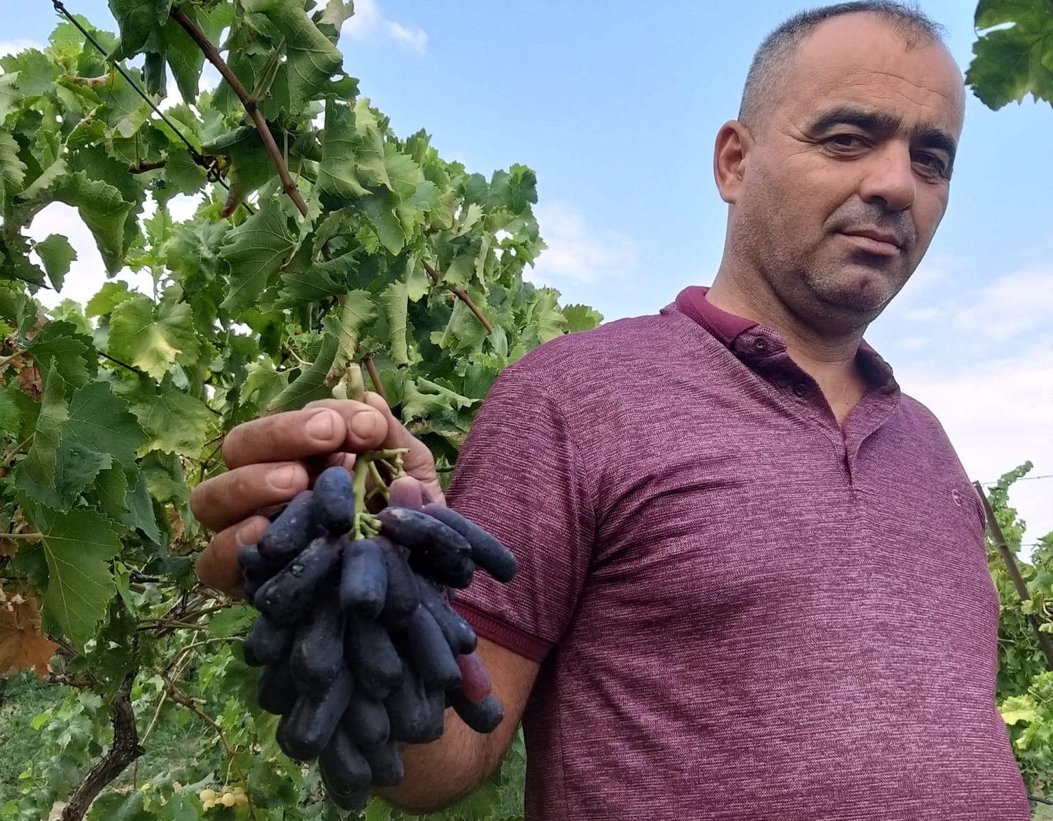 SARIGÖL’DE YENİ ÜZÜM ÇEŞİDİ MERAK UYANDIRDI