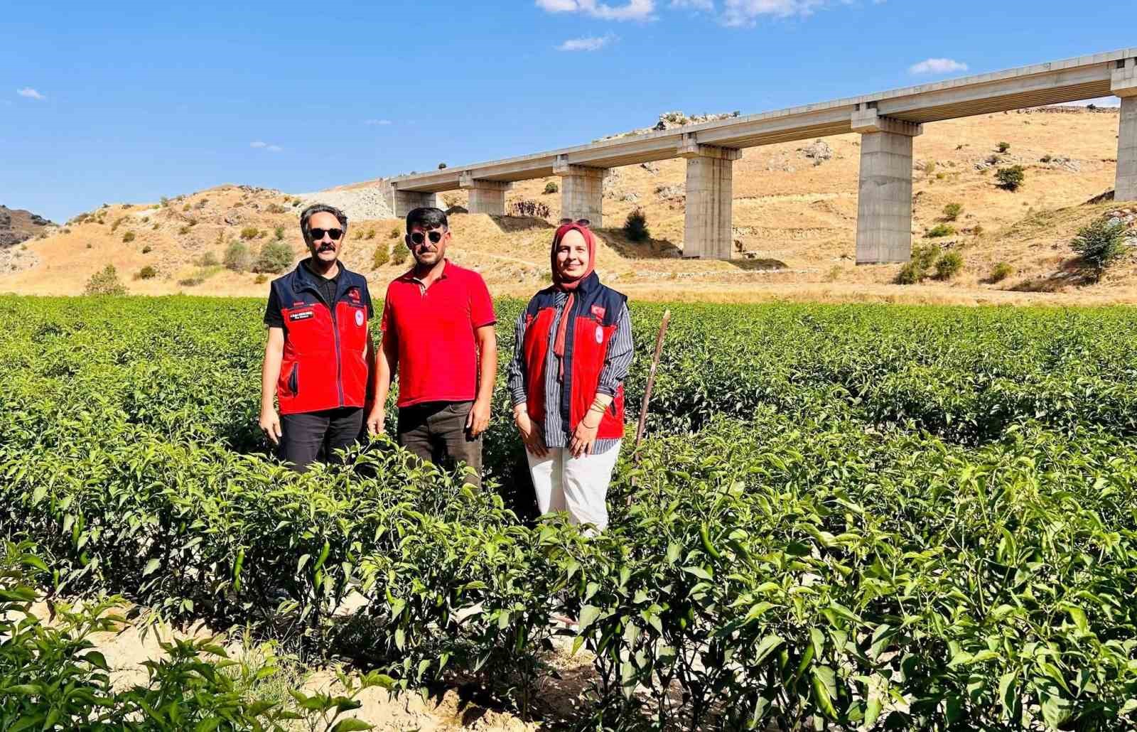 İSCEHİSAR’DA JALAPENO BİBER ARAZİLERİNDE SAHA KONTROLÜ