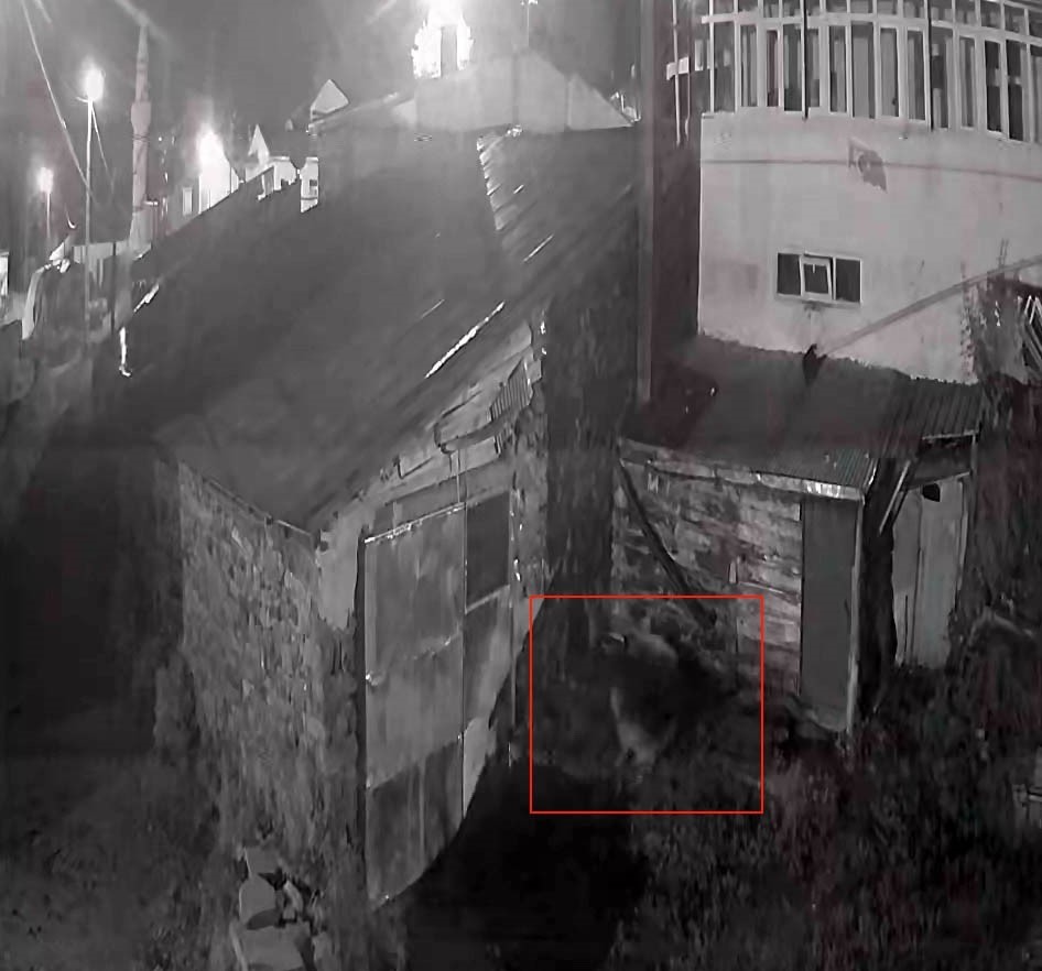 KÖYE İNEN KURT KÖPEĞE SALDIRDI: O ANLAR GÜVENLİK KAMERASINDA