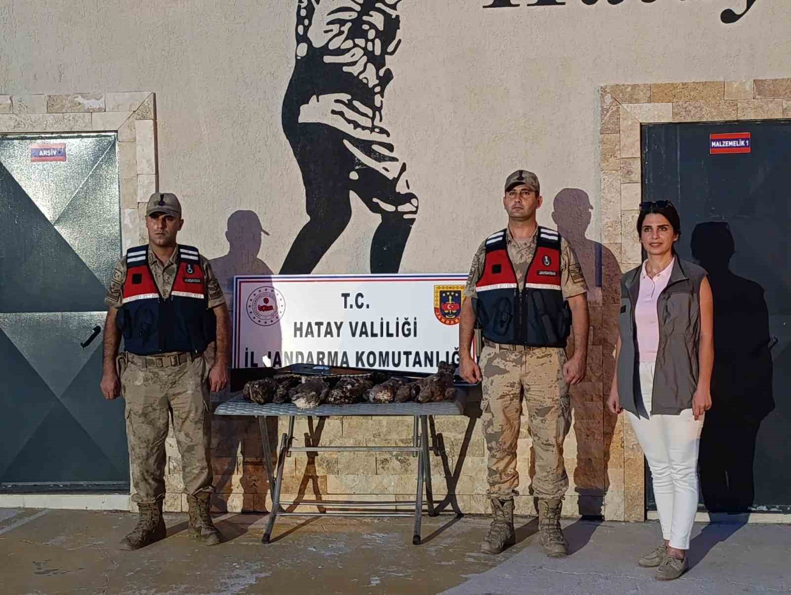 HATAY’DA 7 ARI ŞAHİNİ AVLAYAN ŞAHSA CEZA YAĞDI