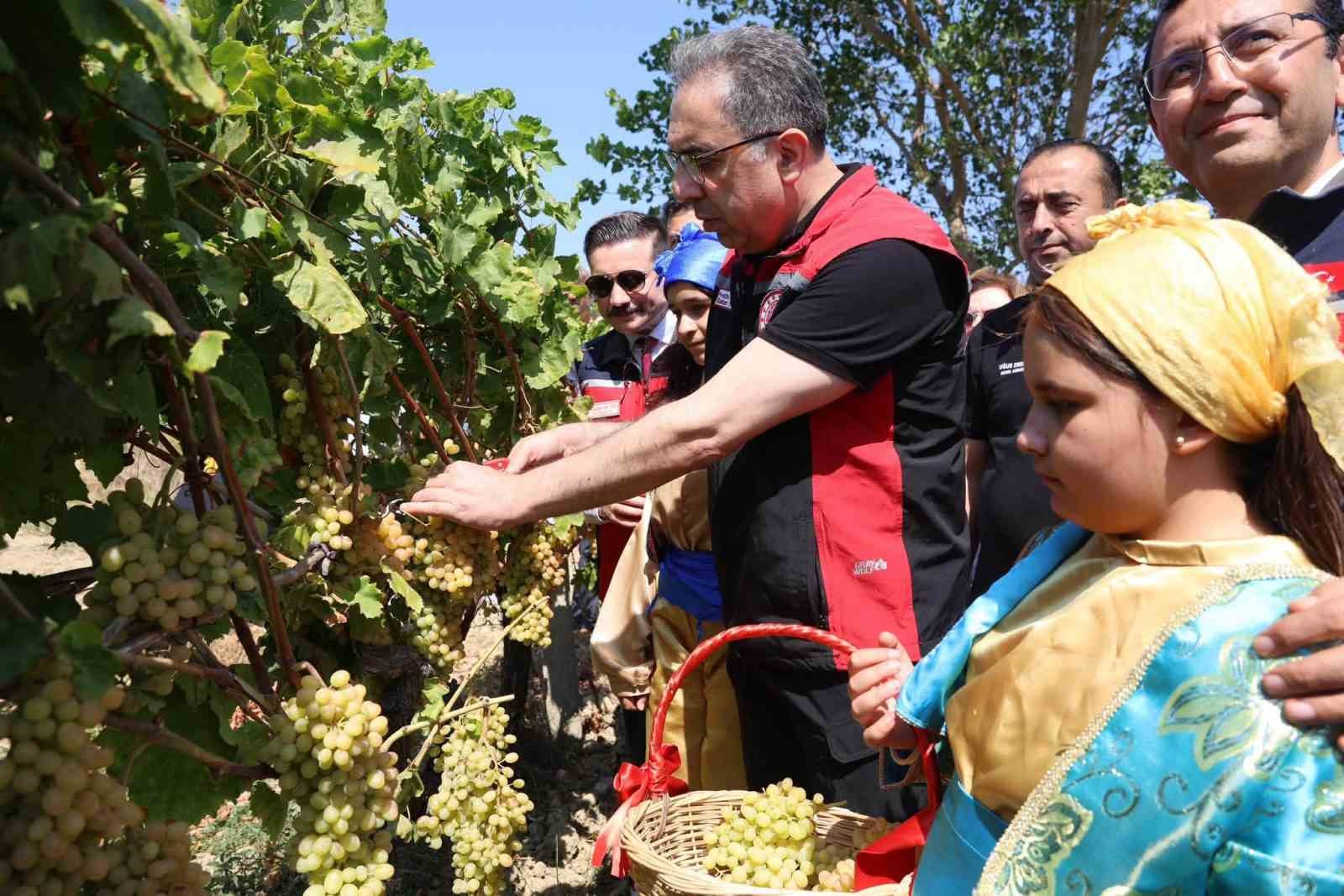 GÖKÇEADA’DA ÜZÜM HASADI