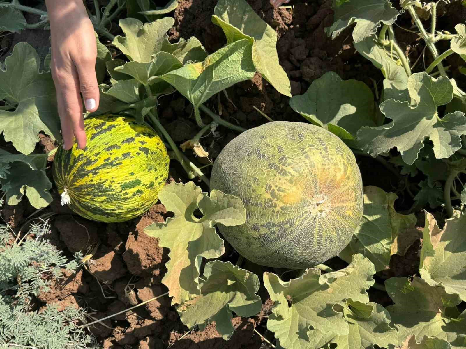 CİZRE’DE KAVUN VE KARPUZ ÜRETİM ALANLARINDA TEKNİK KONTROL