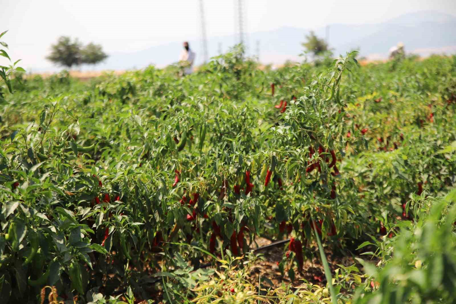 GAZİANTEP’TE EN ACI HASAT