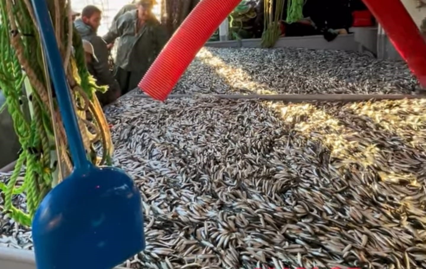 GELİBOLU’DA BİN 500 KASA SARDALYA YAKALADI