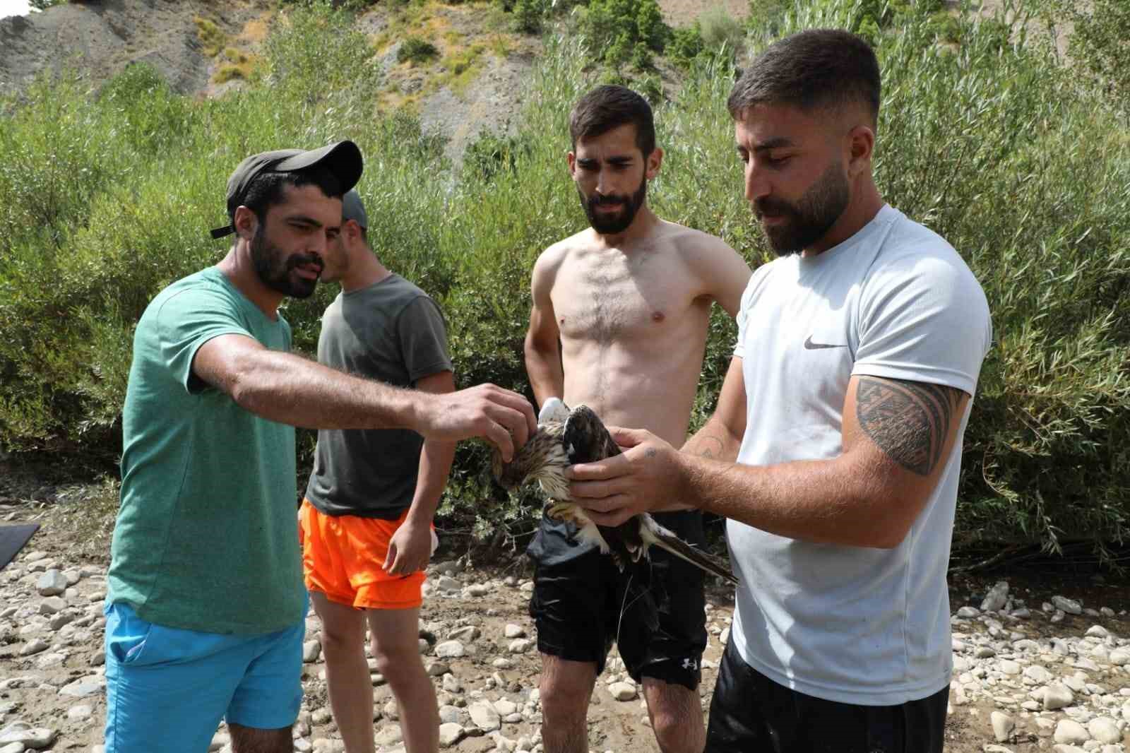 AĞACA ÇARPIP SUYA DÜŞEN KIZIL ŞAHİN KURTARILDI