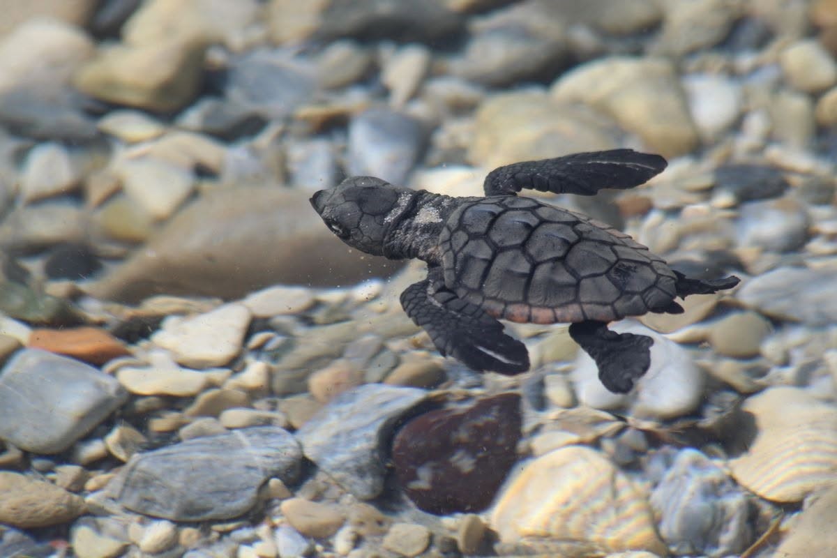 AYDIN KIYILARINDA 214 YAVRU CARETTA DENİZLE BULUŞTU