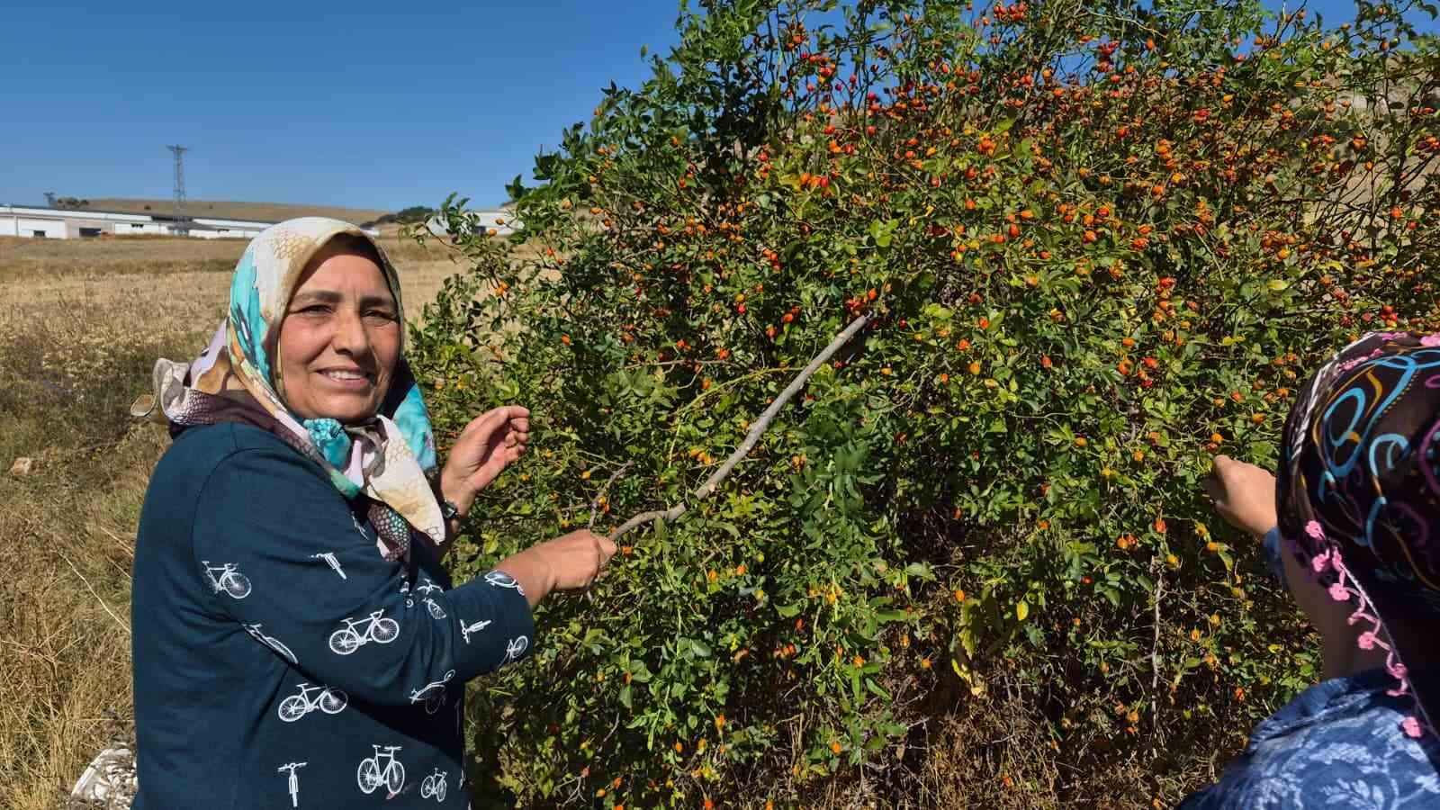 DİKENLİ DALLARIN ARASINDAN ZAHMETLE TOPLANIYOR, ÇAYI İSE KIŞ HASTALIKLARINA ŞİFA OLUYOR