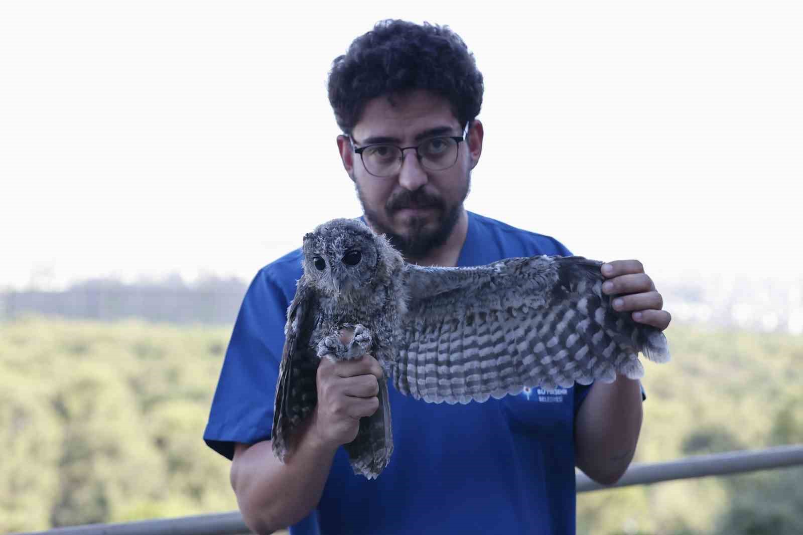 EBEVEYNLERİNİN TERK ETTİĞİ 3 ALACA BAYKUŞ’UN REHABİLİTASYONU TAMAMLANDI