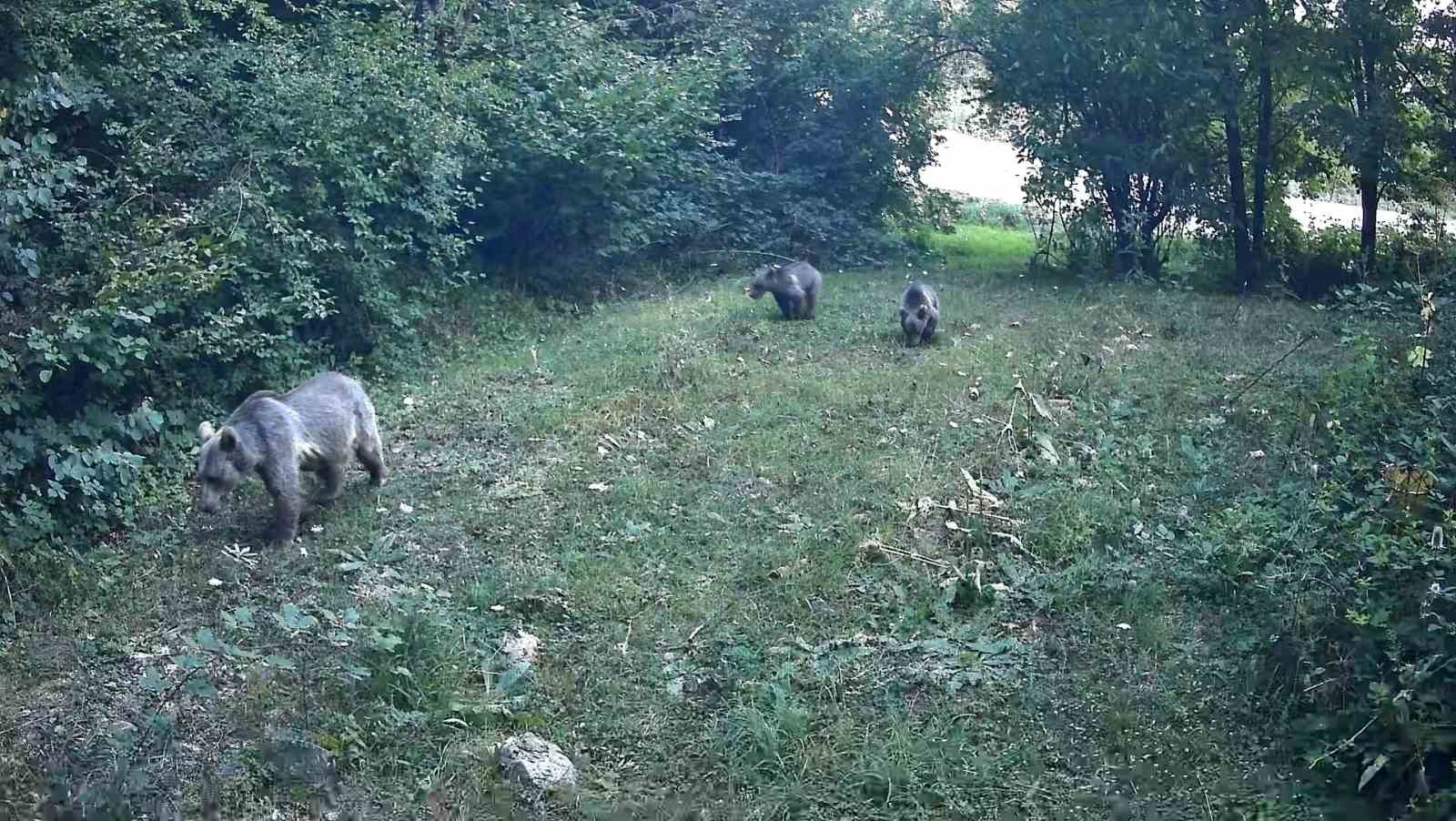 BOLU ORMANLARINDA YABAN HAYVANLARI FOTOKAPANLARA YANSIDI
