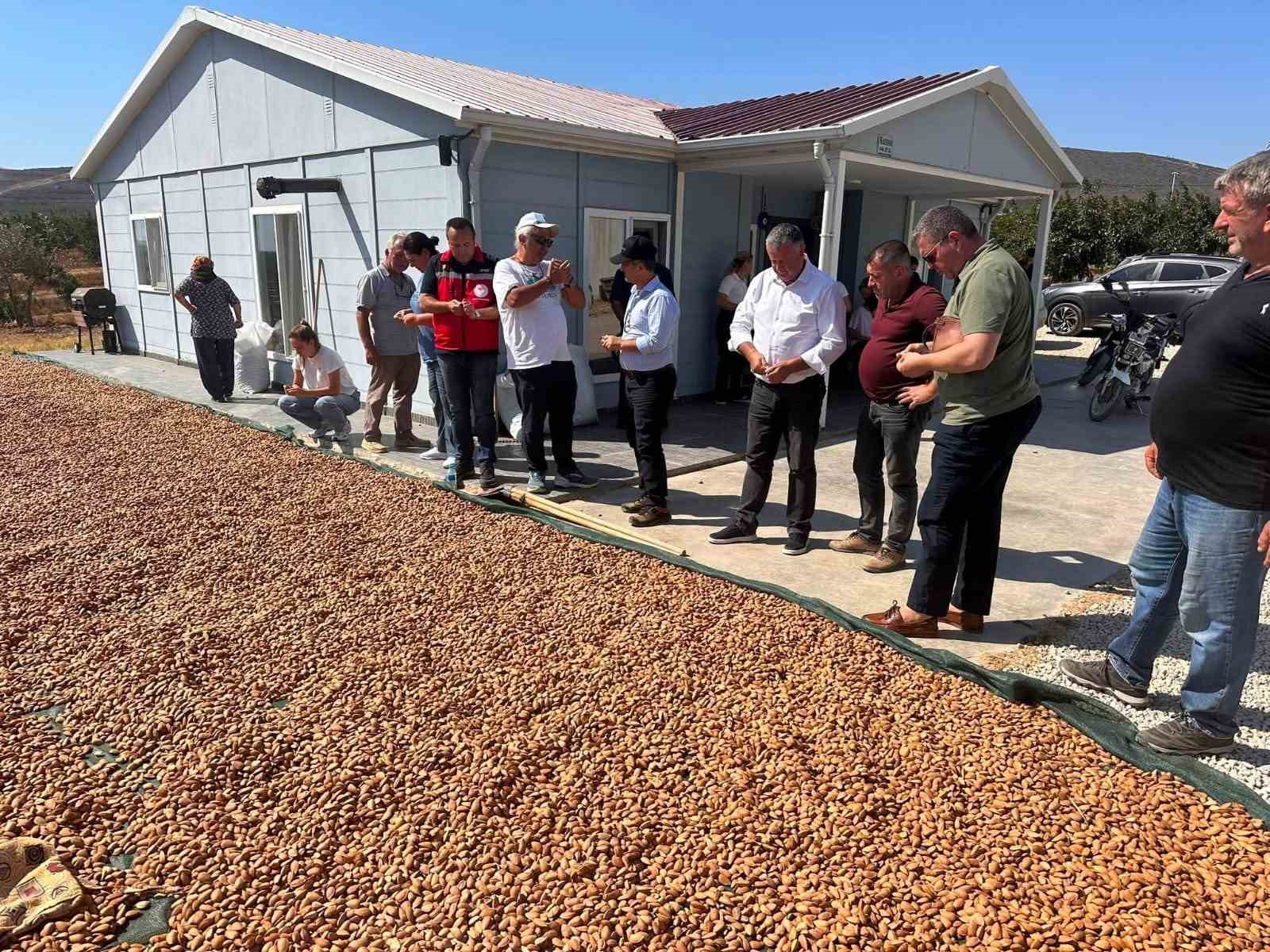 ŞARKÖY’DE BADEM HASADI BAŞLADI