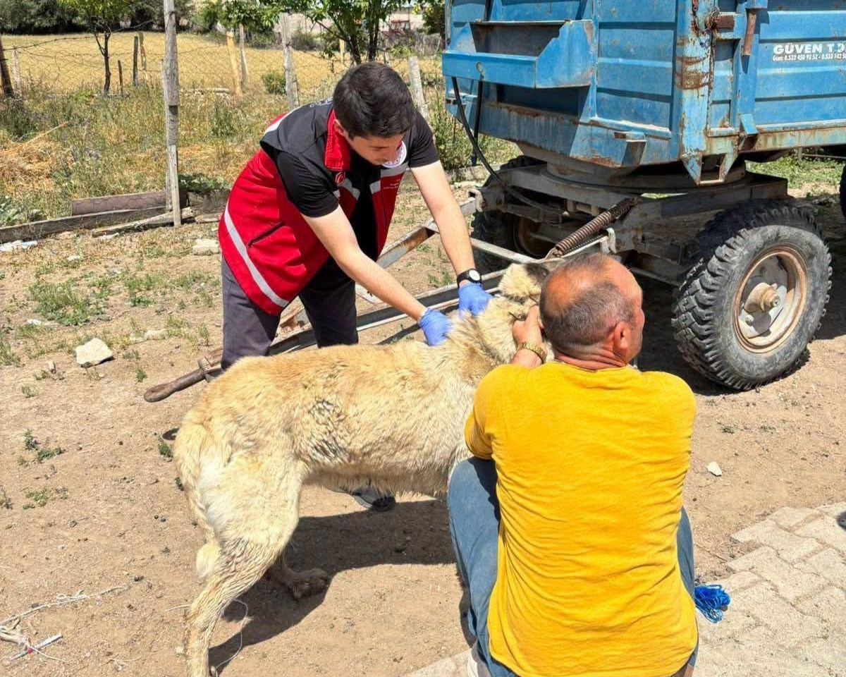 VALİLİK KÖPEK SAHİPLERİNİ UYARDI: KAYIT YAPTIRMAYANA 10 BİN, TER EDENE 108 BİN TL CEZA