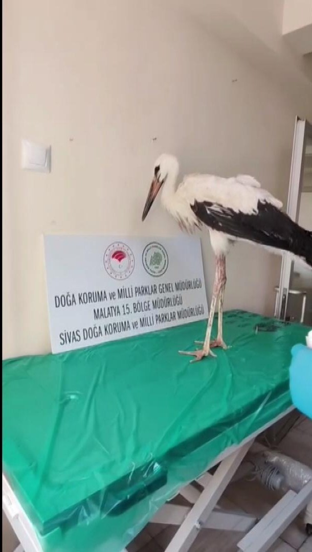 YARALI LEYLEK TEDAVİSİNİN ARDINDAN DOĞAYA BIRAKILDI