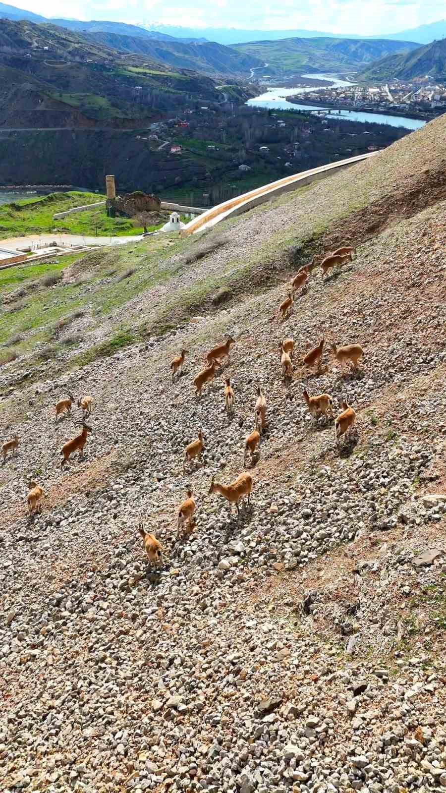 PALU KALESİ’NİN ETEKLERİNDE DAĞ KEÇİLERİ DRONLA GÖRÜNTÜLENDİ