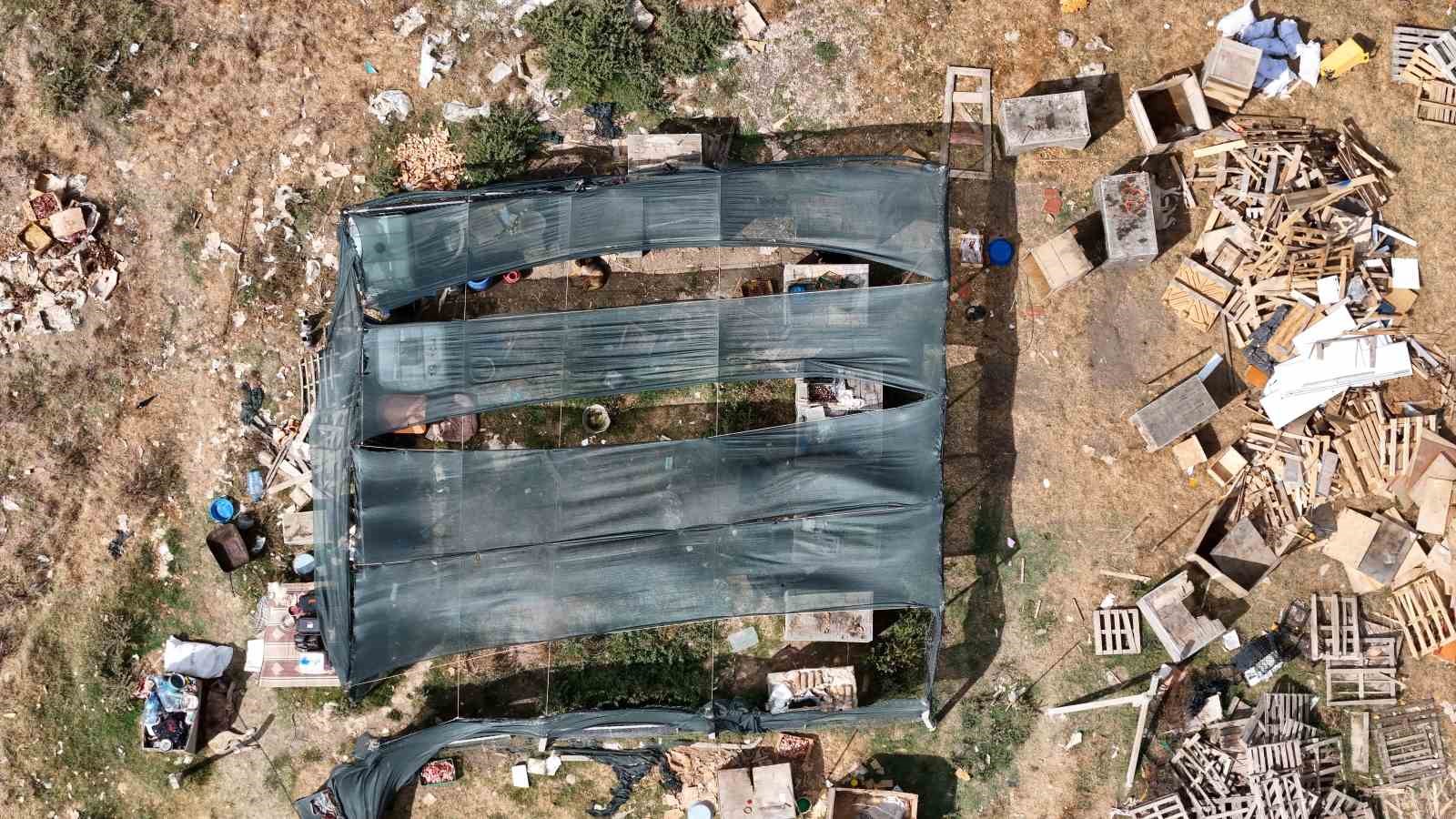 ARNAVUTKÖY’DE KÖPEKLERİN SALDIRDIĞI SÜRÜDE 3 HAYVAN TELEF OLDU, 9’U YARALANDI