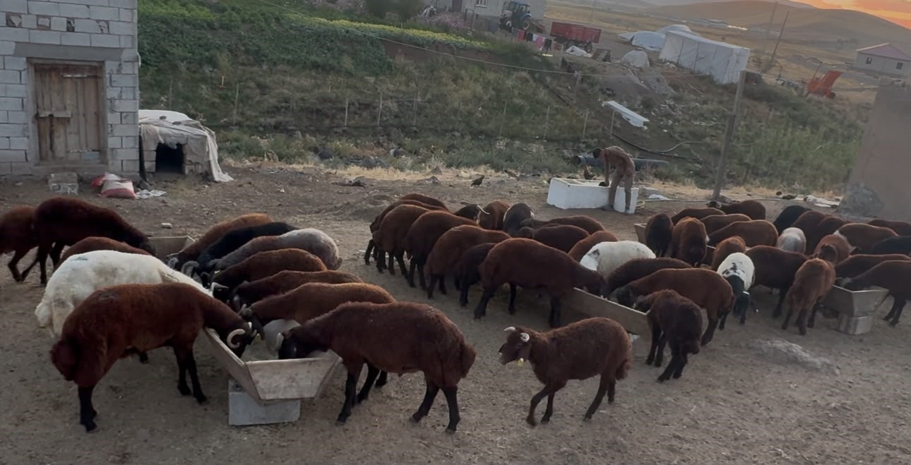 AĞRI’DA BESİCİLERDE SONBAHAR HAREKETLİLİĞİ