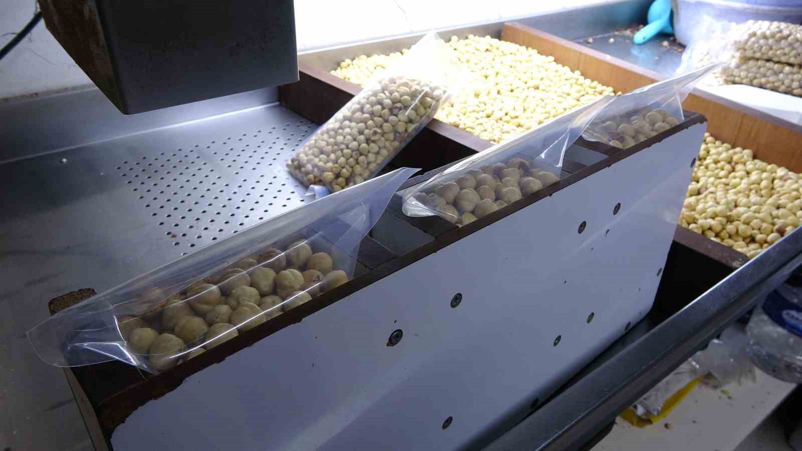 FINDIKTA HASAT SEZONU TAMAMLANDI; KIRIM, KAVURMA VE PAKETLEME ÇALIŞMALARI BAŞLADI
