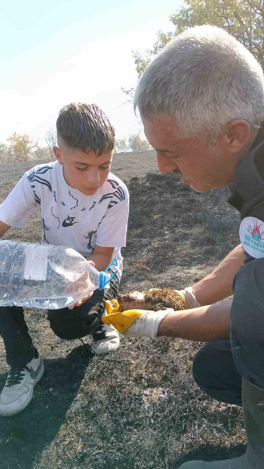 YANGINDA YARALANAN KİRPİYİ İTFAİYE EKİPLERİ HAYATA DÖNDÜRDÜ