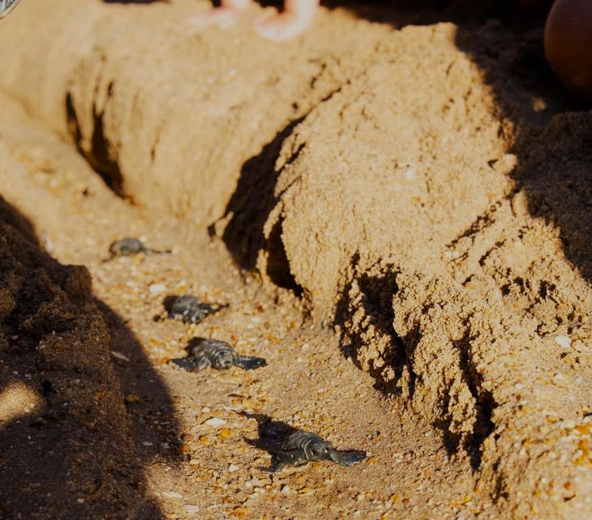 DİDİM’DE CARETTA CARETTA YUVASINDAN 82 YAVRU DENİZE ULAŞTI