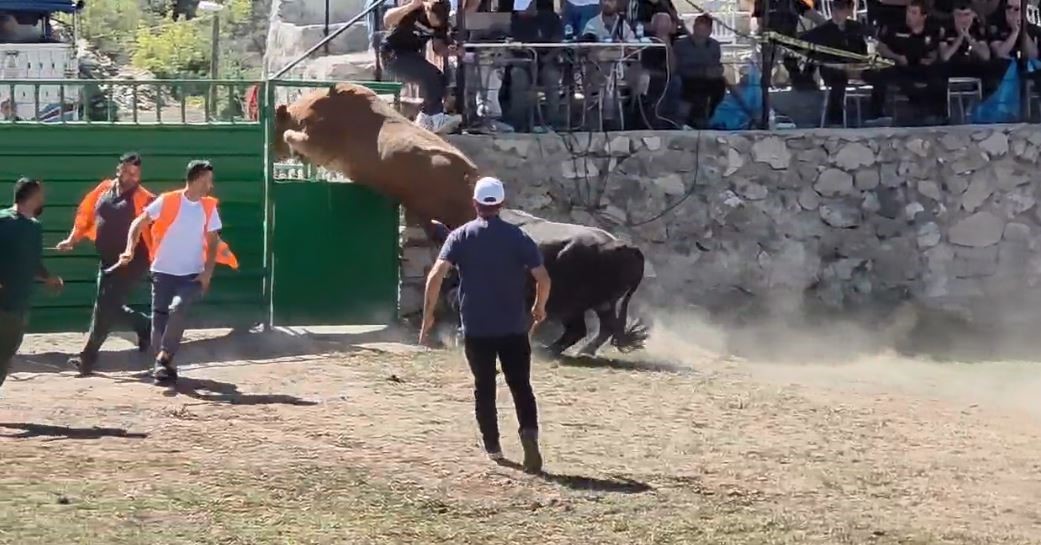 RAKİBİNDEN KAÇAN 600 KİLOLUK BOĞA OLİMPİYAT SPORCULARINA TAŞ ÇIKARDI