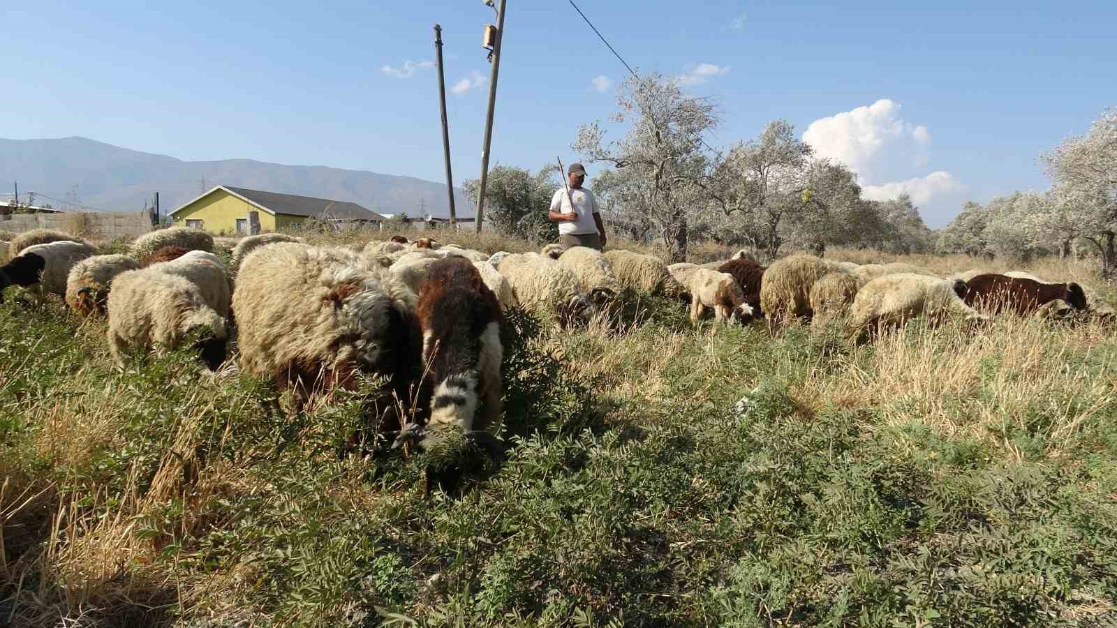MAAŞLARIYLA GÜNDEM OLAN ÇOBANLAR, GÜNDE LİTRELERCE SU TÜKETEREK KAVURUCU SICAKTA MESAİYİ SÜRDÜRÜYOR