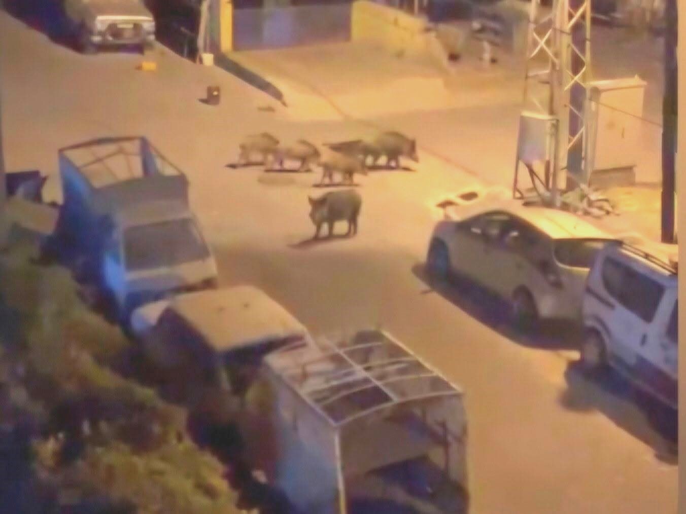 MARMARİS’TE GECE YARISI DOMUZ KOVALAMACASI