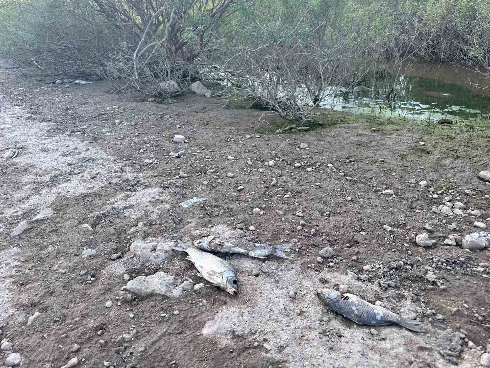 AYVACIK BARAJI’NDA TOPLU BALIK ÖLÜMLERİ