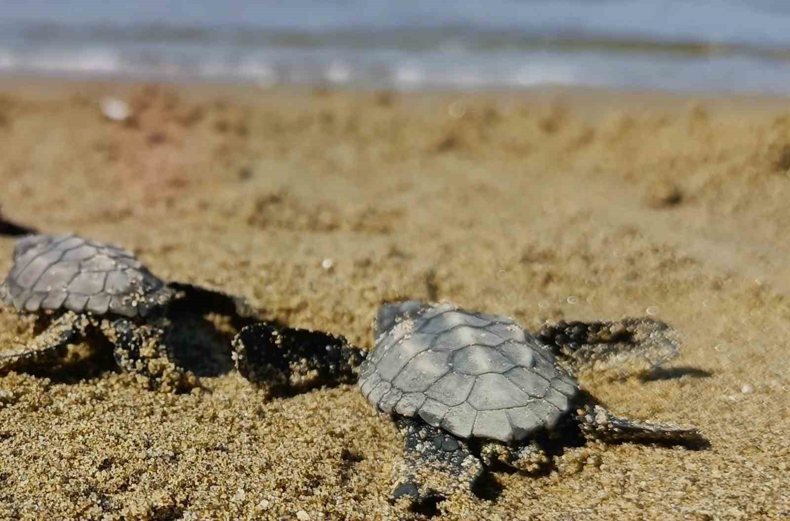 KUŞADASI’NDA SÜRPRİZ CARETTA CARETTA ÇIKIŞI
