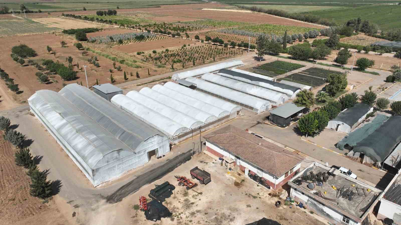 ŞANLIURFA’DA 500 BİN MEVSİMLİK ÇİÇEK ÜRETİLECEK