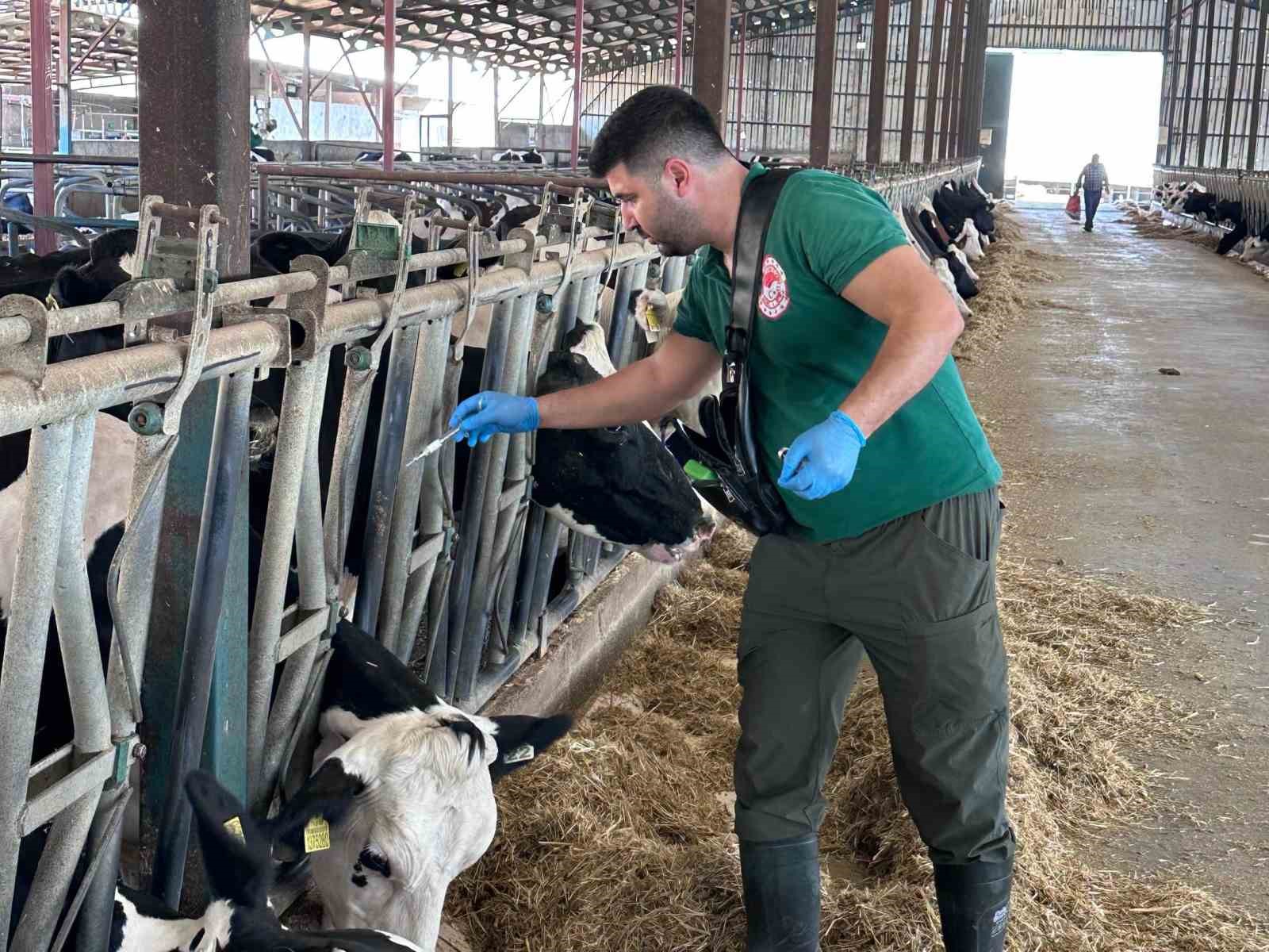 KAHRAMANMARAŞ’TA SONBAHAR DÖNEMİ ŞAP AŞILAMA KAMPANYASI BAŞLADI