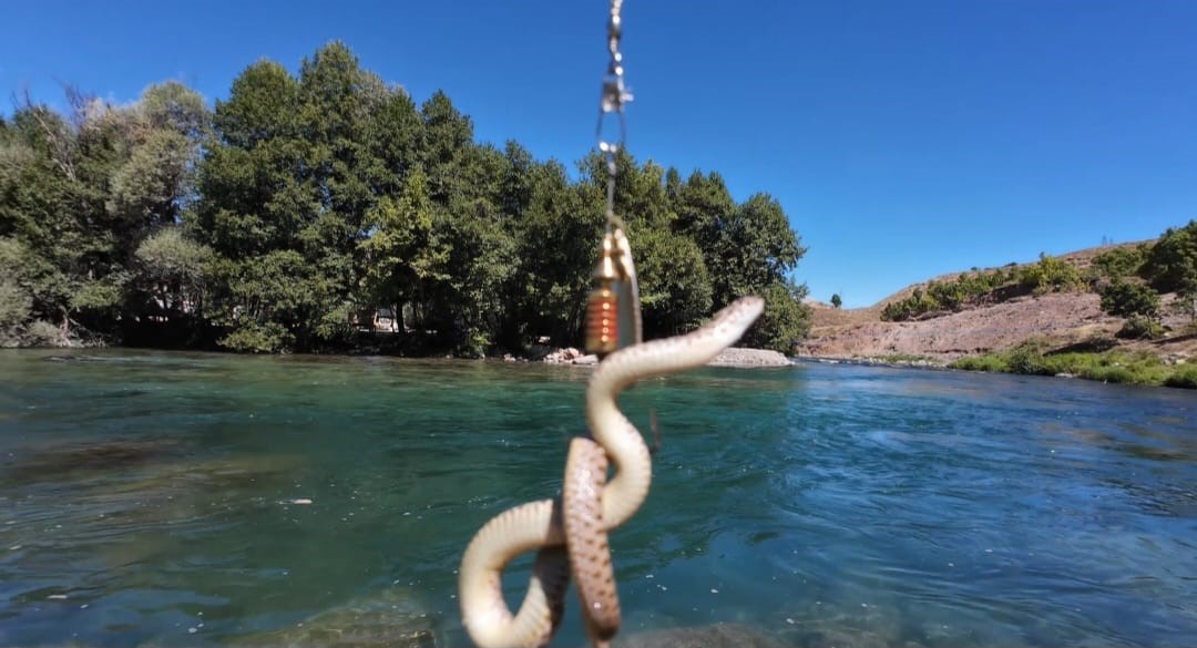 MUNZUR NEHRİ’NDE OLTAYA BALIK YERİNE SU YILANI TAKILDI