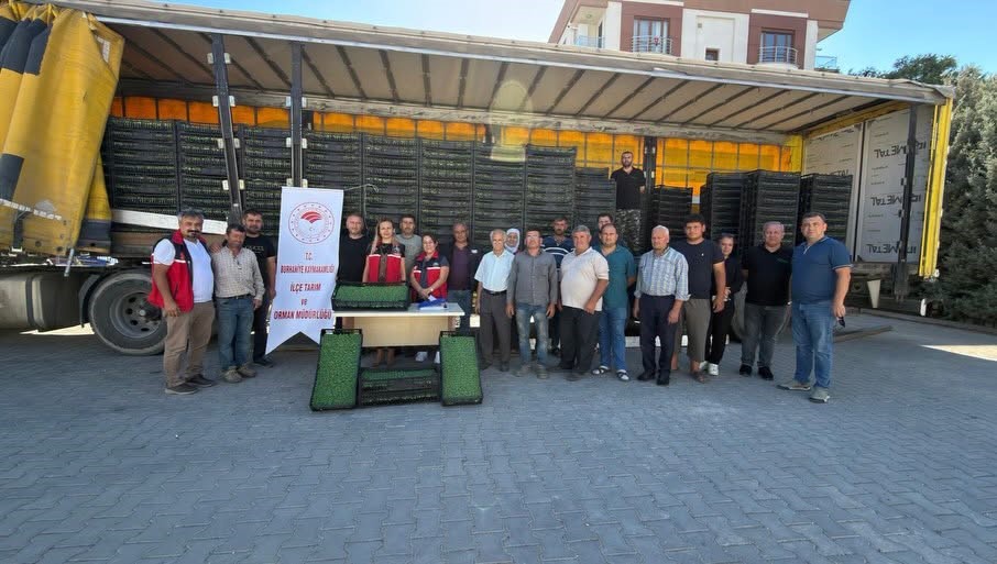 BURHANİYE’DE ÇİFTÇİLERE 300 BİN 300 ADET MARUL FİDESİ DAĞITILDI