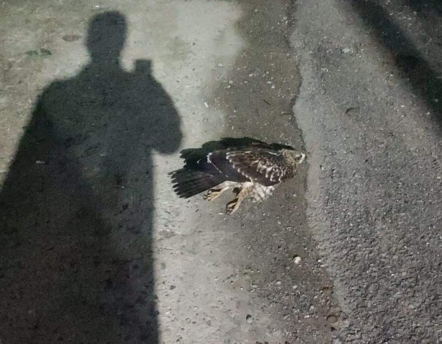 SİNOP’TA YARALI BULUNAN DOĞAN TEDAVİ ALTINA ALINDI