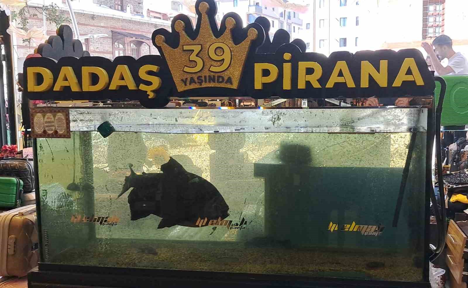 39 YAŞINDAKİ ’DADAŞ PİRANA’ ERZURUM’DA BİR NESLİN ÇOCUKLUK HATIRASI OLDU