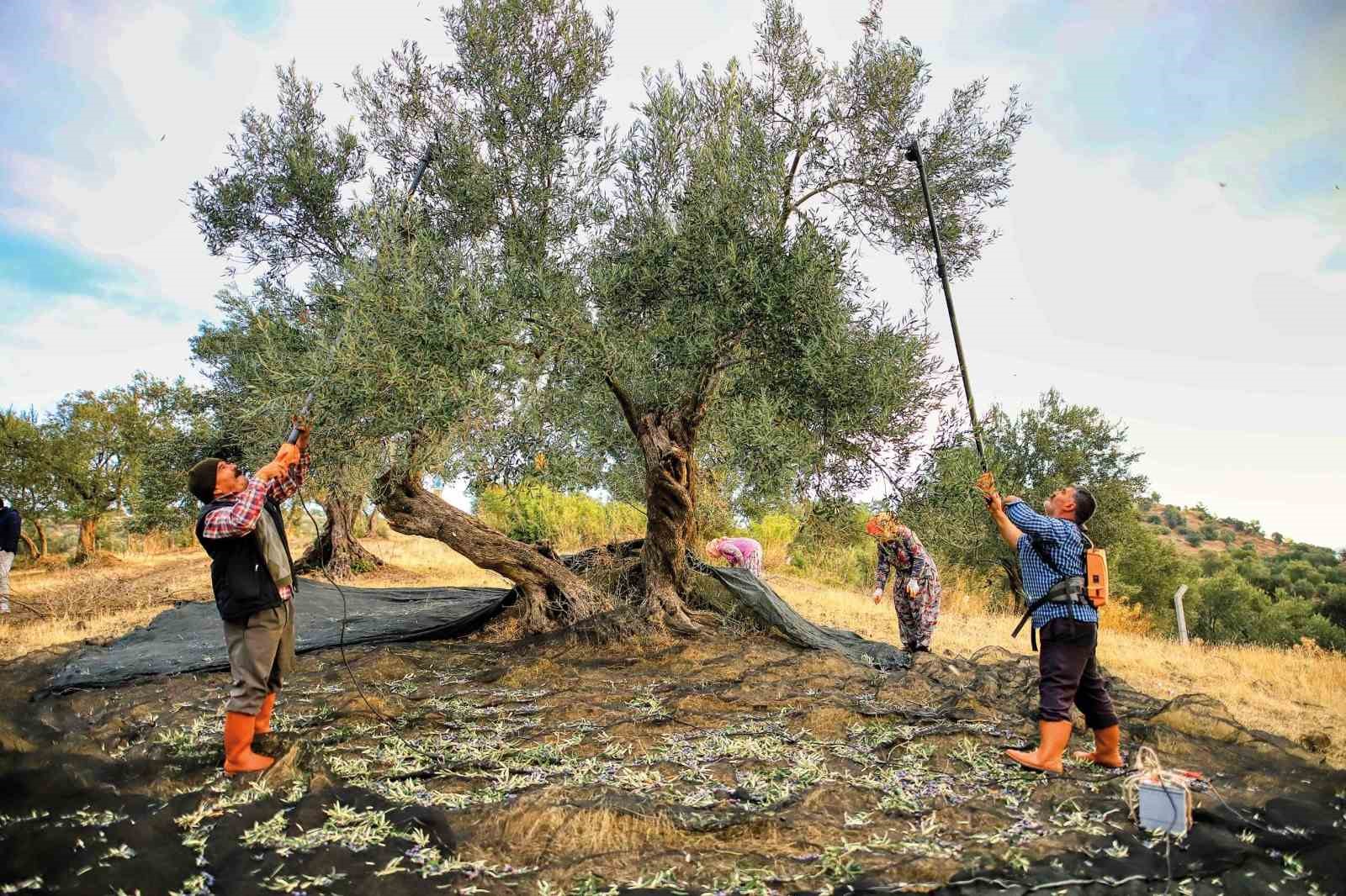 GÜNEY MARMARA’DA ZEYTİN HASADI BAŞLADI, ÜRETİCİNİN GÖZÜ FİYATTA