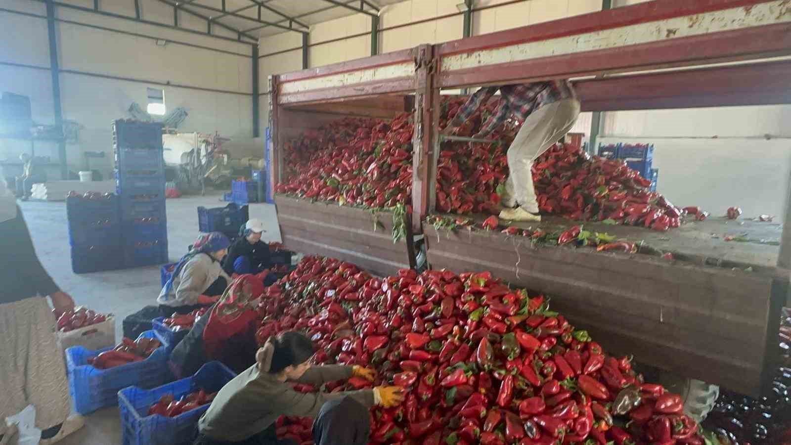 YÜKSEK AROMASIYLA ÖNE ÇIKAN KARACABEY BİBERİ SALÇA YAPIMINDA REVAÇTA