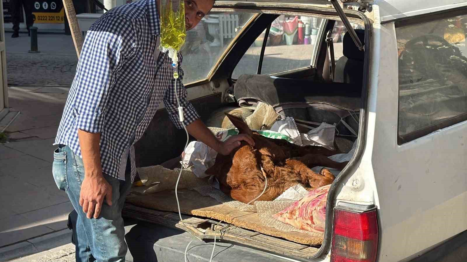 OTOMOBİL BAGAJINDA MİNİK "KEZBAN’IN" TEDAVİSİ YAPILDI