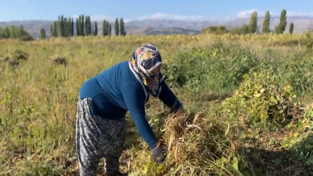 ERZİNCAN’DA KURU FASULYENİN HASADINA BAŞLANDI