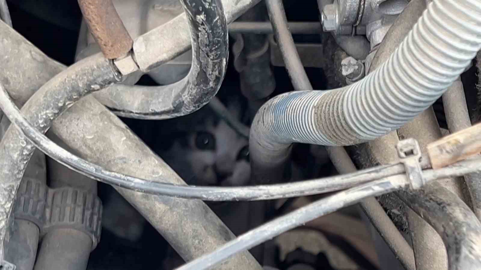 KAPUTTA SIKIŞAN YAVRU KEDİNİN İMDADINA İTFAİYE YETİŞTİ