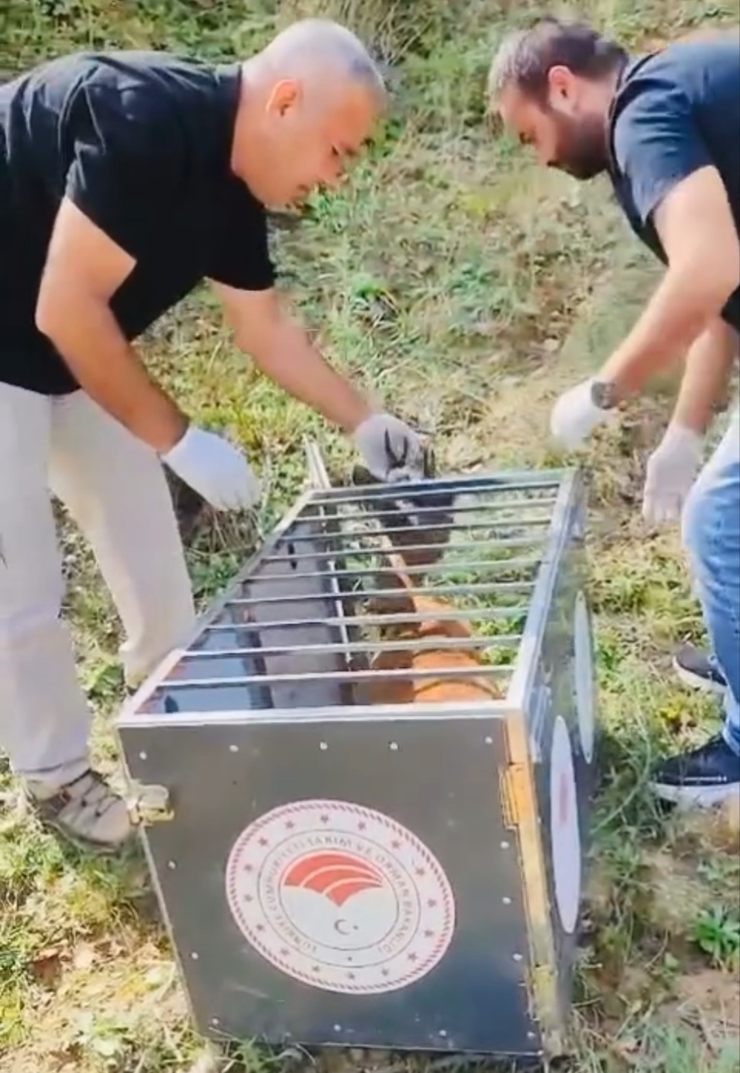 YARALI KARACA İYİLEŞTİRİLEREK DOĞAYA SALINDI