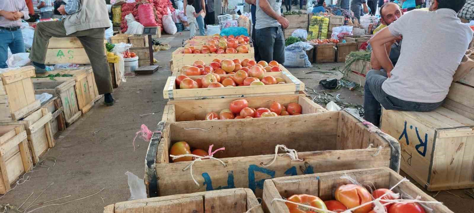 ÇÜNGÜŞ’TE ORGANİK DOMATES HASADI BAŞLADI