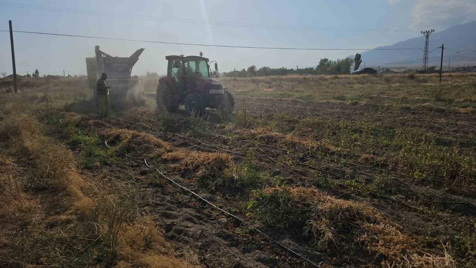 TARIMIN KALBİ ADİLCEVAZ’DA FASULYE HASADINA BAŞLANDI