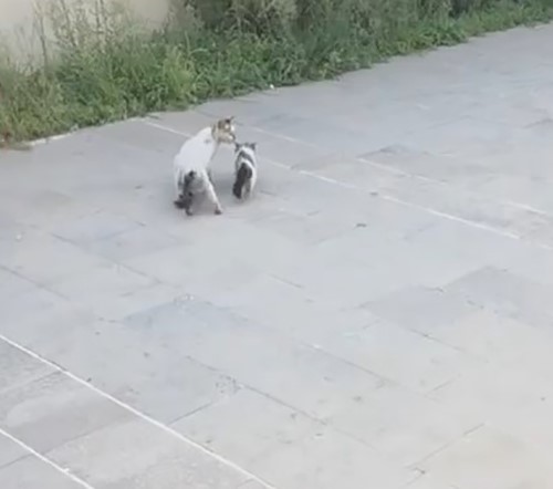 HAVALANDIRMA BOŞLUĞUNA DÜŞEN YAVRU KEDİYİ İTFAİYE KURTARDI