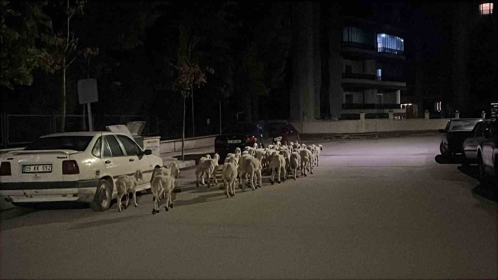 MAHALLEDE ’FİRARİ KOYUN’ SEFERBERLİĞİ: AĞILDAN KAÇAN KOYUNLAR BOŞ ARAZİDE BULUNDU