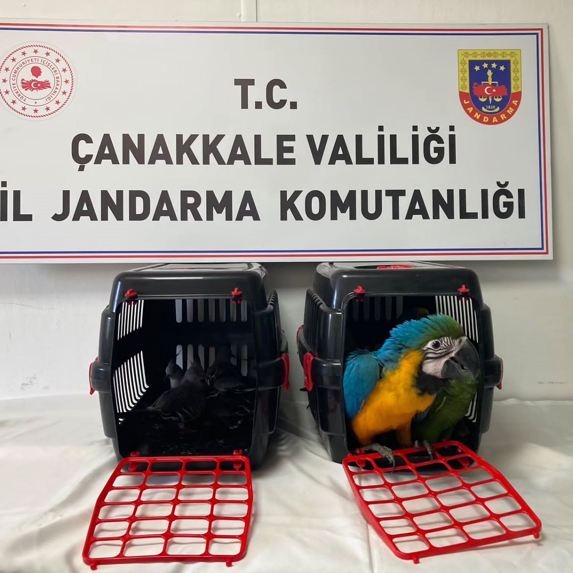 NESLİ TEHLİKEDE OLAN EGZOTİK KUŞLARA KÖPRÜ GİŞELERİNDE EL KONULDU