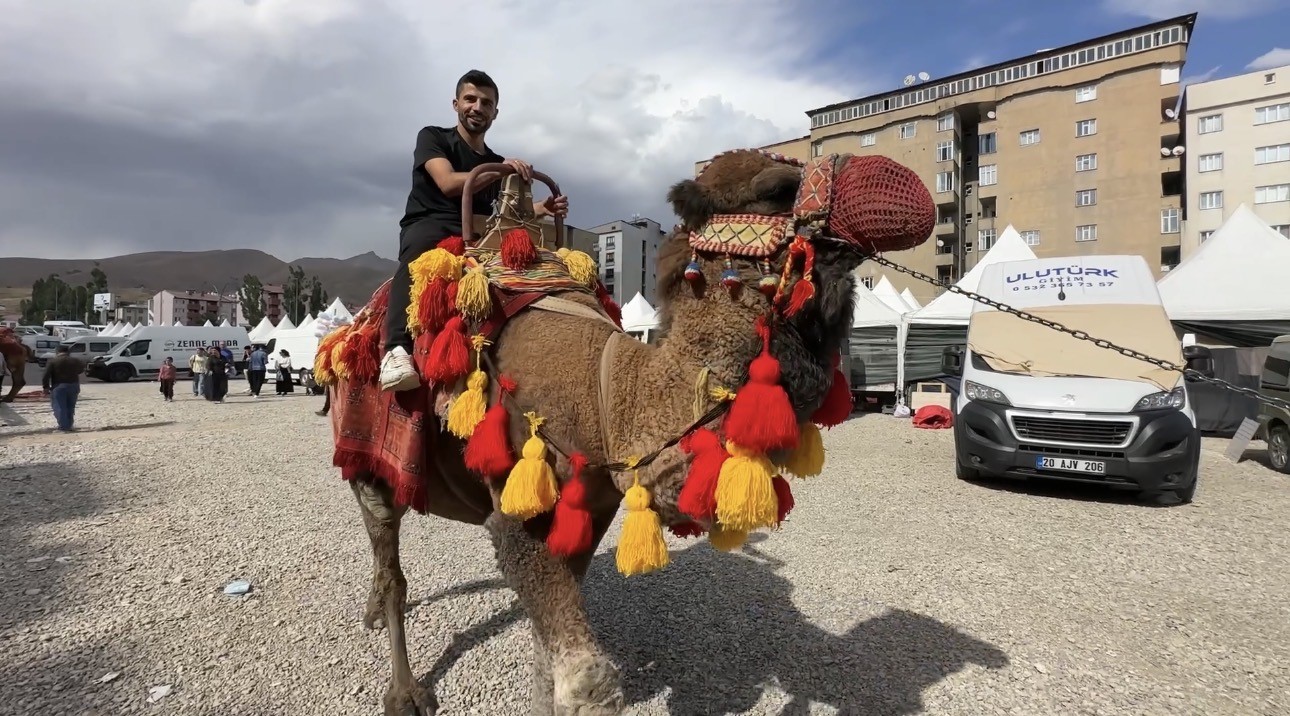 YÜKSEKOVA’YA GETİRİLEN DEVELER VE MİDİLLİ ATLARI İLGİ GÖRDÜ